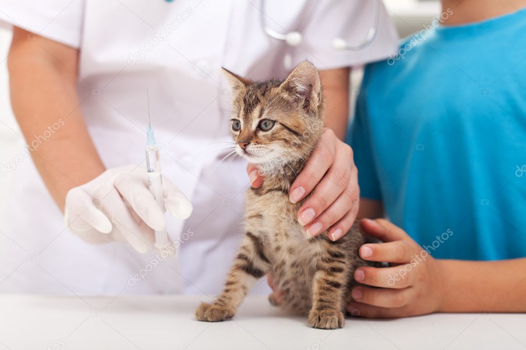 Welpe und Kätzchen beim ersten Tierarztbesuch