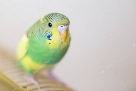 Tierärztliche Untersuchung eines Wellensittichs