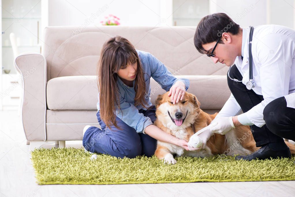 Tierärztin untersucht einen Hund bei einem Hausbesuch