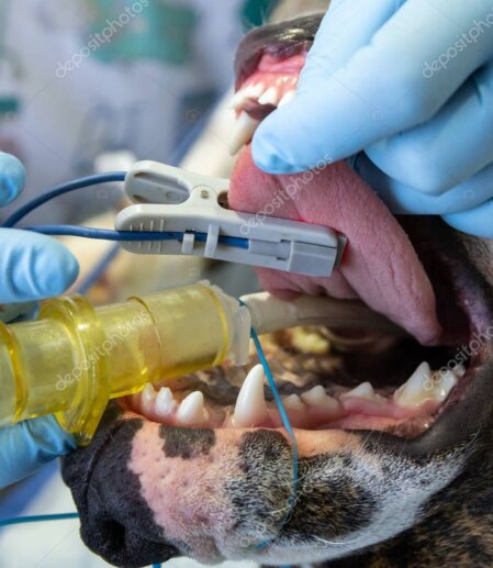 Tier unter Inhalationsnarkose mit Monitoring (SpO2, CO2, Blutdruck)