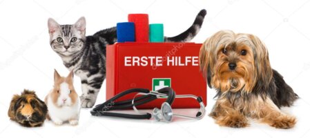 Kaninchen und Meerschweinchen bei der tierärztlichen Untersuchung