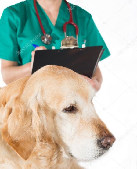 Tierärztliche Voruntersuchung und Aufklärungsgespräch mit Tierhalterin