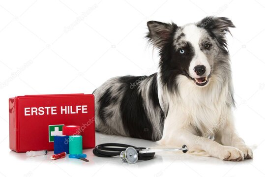 Hund mit Verband, Erste-Hilfe-Set für Haustiere