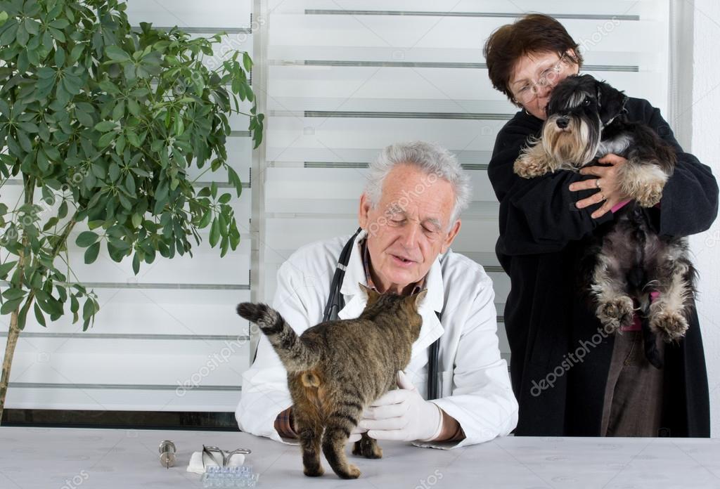 Älterer Hund wird beim Tierarzt untersucht