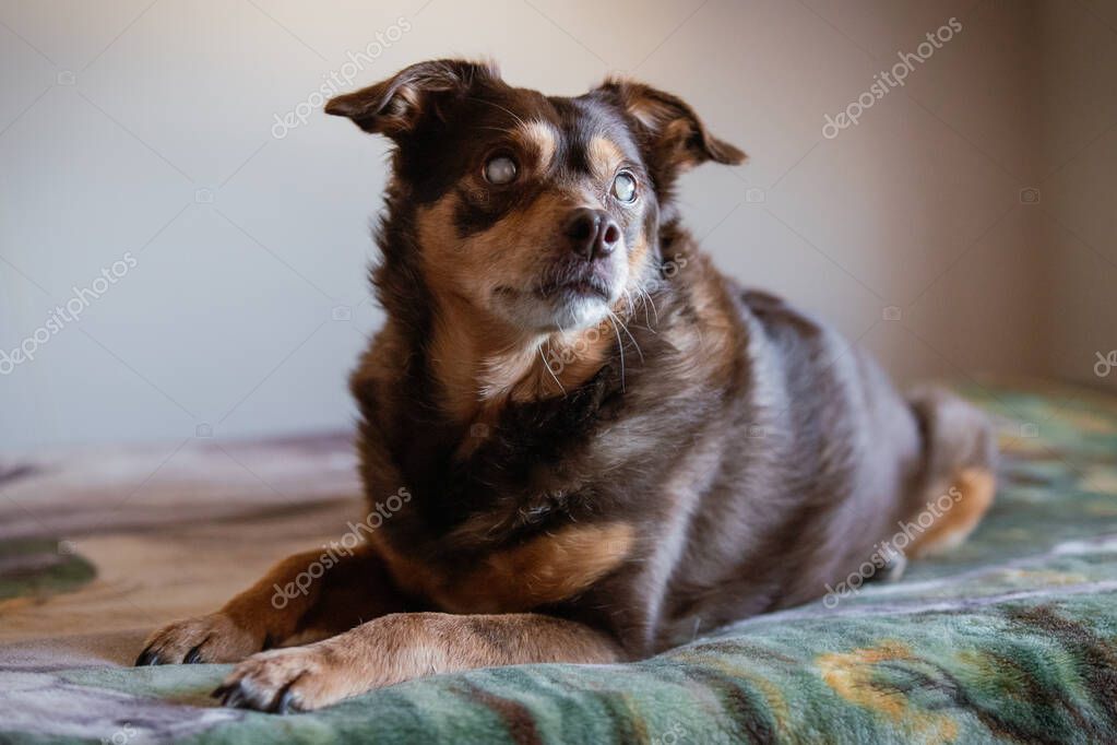 Älterer Hund bei einer einfühlsamen Untersuchung
