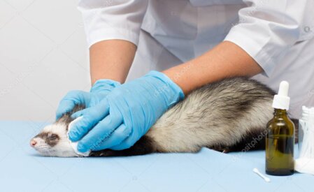 Frettchen wird in der Praxis untersucht