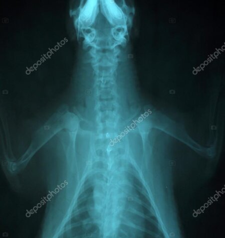 Tierarztpraxis erstellt digitales Röntgenbild bei Hund oder Katze