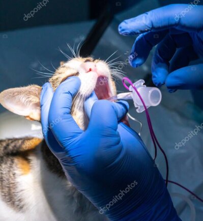 Inhalationsnarkose mit Monitoring in der Tierarztpraxis