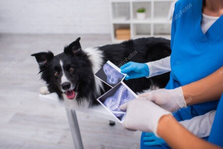 Digitales Röntgen und Ultraschall in der Tierarztpraxis