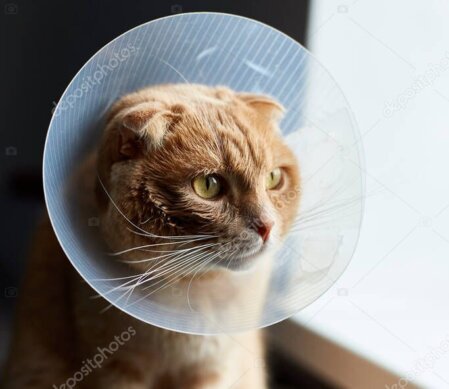 Hund/Katze erholt sich zu Hause mit Schutzkragen und Fürsorge