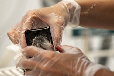 Dentales Röntgen bei einer Katze in der Tierarztpraxis