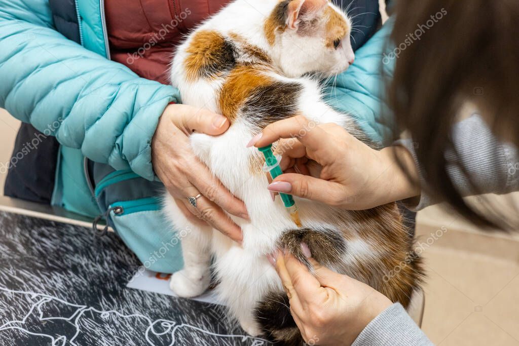 Impfung bei einer Katze in vertrauter Umgebung