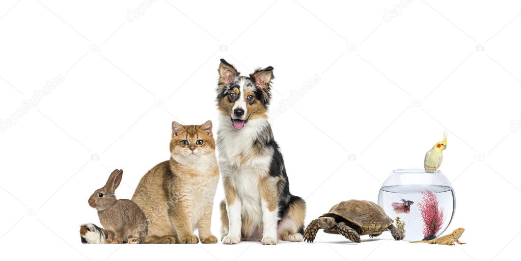 Kaninchen und Meerschweinchen beim Tierarzt