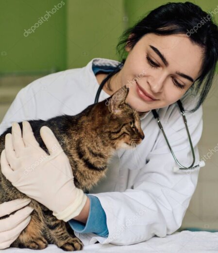 Ruhig gelagerter Hund während einer Untersuchung in der Tierarztpraxis