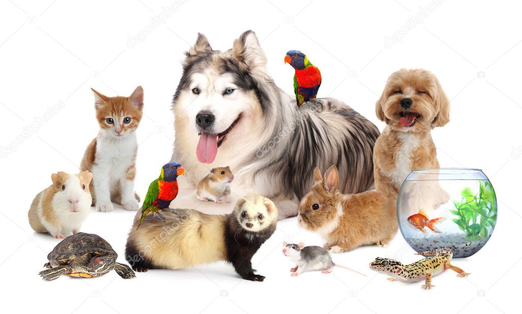 Kaninchen und Wellensittich beim Tierarzt