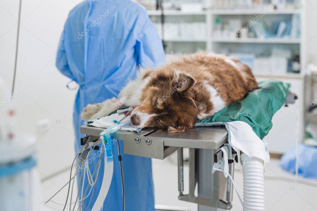 Operationsvorbereitung in der Tierarztpraxis