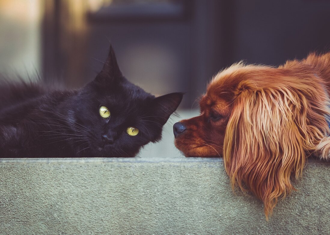Gesunder Hund und Katze beim Tierarzt