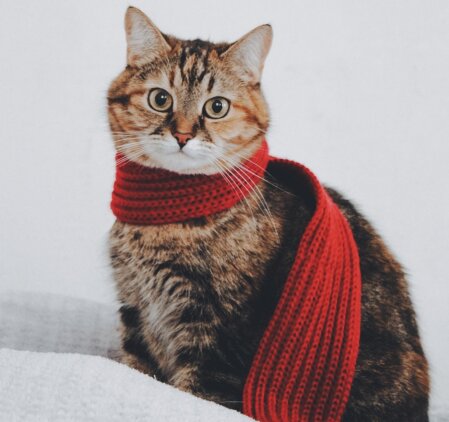 Hund mit Halskragen erholt sich nach einer Operation