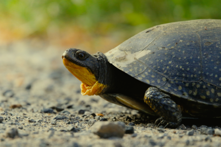 Landschildkröte bei der tierärztlichen Untersuchung
